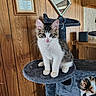 Beau is registered to the contest to win money with this photo: animal, calico_cat, cat, cat_tree, cozy, curious, cute, domestic, feline, framed_picture, furniture, indoor, kitten, mirror, pet, resting, sleeping_cat, soft, tabby_cat, wood_paneling