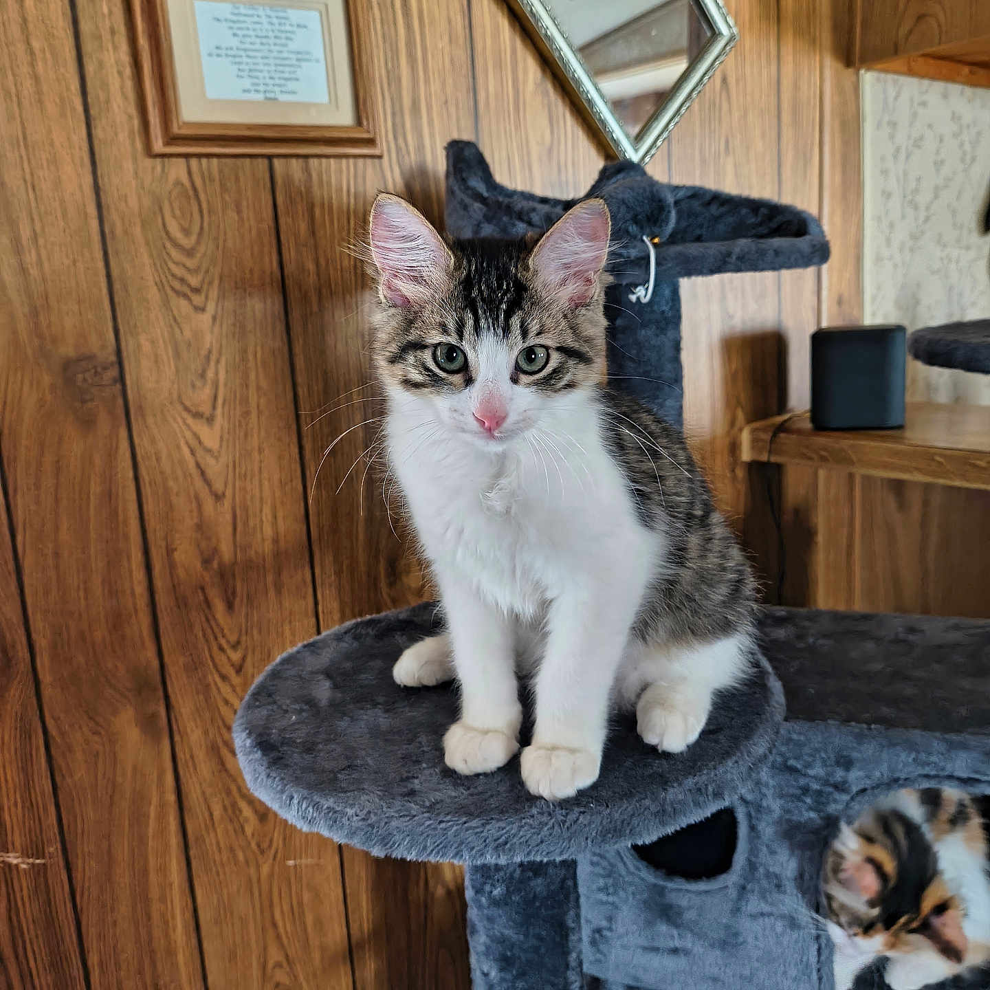 Beau