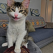 Beau is registered to the contest to win money with this photo: animal, cat, curious, cushion, cute, decorative_pillow, ears, feline, fur, home, indoor, kitten, living_room, pattern, pet, pink_nose, playful, sofa, whiskers, young