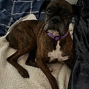Sadie joined the competition — help win amazing prizes! dog, brindle, pet, collar, bed, blanket, indoor, fur, animal, canine, resting, cute, companion, cozy, sleepy, portrait, looking, paw, comfort, domestic