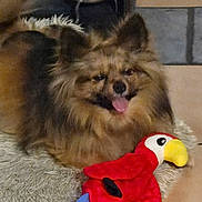 Newton participe au concours pour gagner de l'argent avec cette photo : dog, pomeranian, plush_parrot, toy, rug, fur, tongue_out, ears, eyes, nose, indoor, cozy, pet, stuffed_animal, red_toy, brown_fur, floor_tiles, smiling, closeup, sitting
