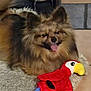 dog, pomeranian, plush_parrot, toy, rug, fur, tongue_out, ears, eyes, nose, indoor, cozy, pet, stuffed_animal, red_toy, brown_fur, floor_tiles, smiling, closeup, sitting