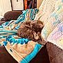 cat, sleeping_cat, couch, blanket, knitted_throw, bookshelf, books, decor, indoor, cozy, brown_couch, gray_cat, resting, home, furniture, soft_texture, relaxation, pet, animal, living_room