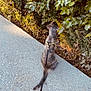 cat, leash, sidewalk, greenery, bushes, outdoor, pet, animal, nature, curious, walking, daylight, feline, fur, tail, pavement, sunlight, plant, urban, exploring