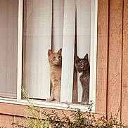 Karma joined the competition — help win amazing prizes! cat, window, vertical_blinds, curious, wooden_paneling, greenery, plants, pet, indoor, looking, two_animals, orange_cat, black_cat, domestic_cat, feline, house, home, nature, outdoor_plants, daylight