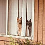 cat, window, vertical_blinds, curious, wooden_paneling, greenery, plants, pet, indoor, looking, two_animals, orange_cat, black_cat, domestic_cat, feline, house, home, nature, outdoor_plants, daylight