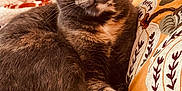 Karma joined the competition — help win amazing prizes! cat, tortoiseshell_cat, pet, feline, indoor, cozy, couch, pillow, blanket, patterned_pillow, fur, whiskers, relaxed, curious, closeup, animal, domestic_cat, soft_texture, resting, comfort