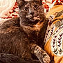 cat, tortoiseshell_cat, pet, feline, indoor, cozy, couch, pillow, blanket, patterned_pillow, fur, whiskers, relaxed, curious, closeup, animal, domestic_cat, soft_texture, resting, comfort