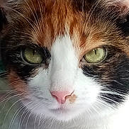 Poupie a rejoint le concours — aidez-le/la à gagner de superbes lots ! alert, animal, calico, cat, close_up, closeup, cute, domestic_cat, ears, face, feline, fur, green_eyes, looking, muzzle, nose, pet, pink_nose, portrait, whiskers