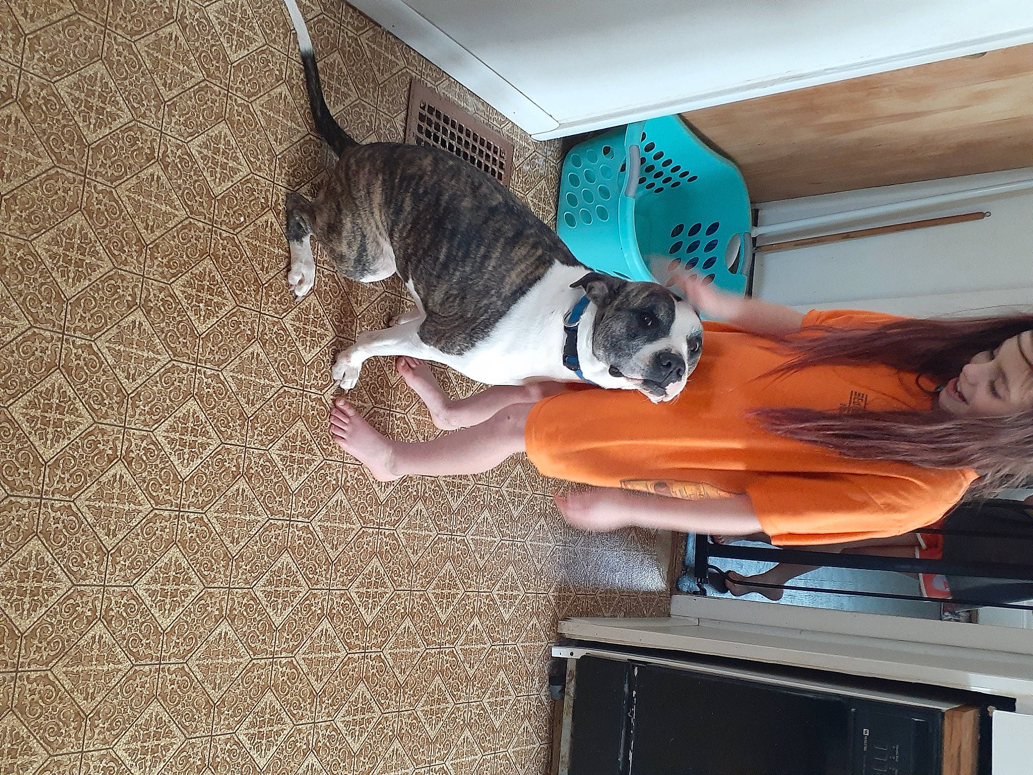 Kratos is registered to the contest to win money with this photo: canidae, carnivore, cat, dog, fawn, felidae, small_to_medium_sized_cats