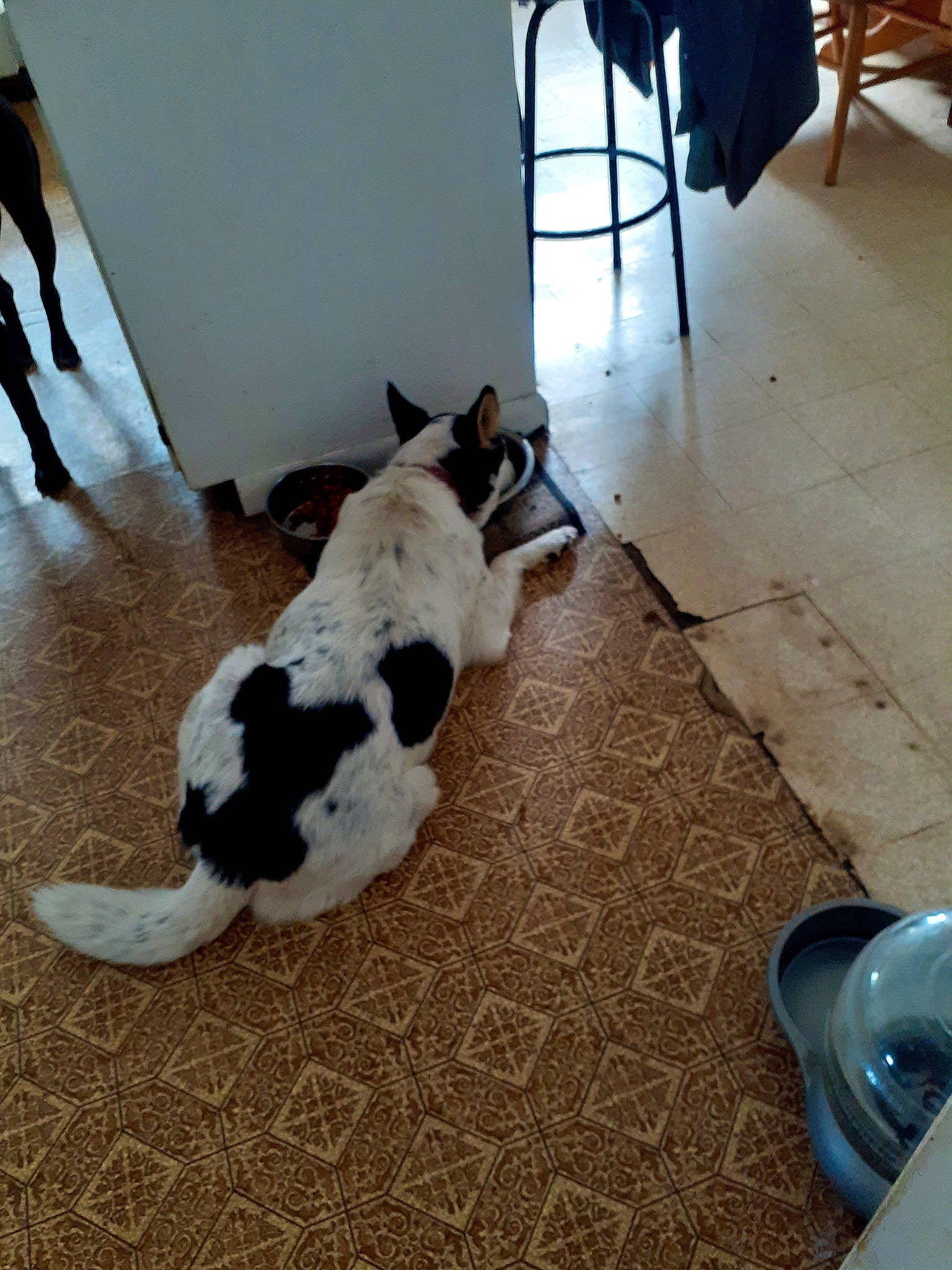 Rebel Scout is registered to the contest to win money with this photo: canidae, carnivore, cat, dog, dog_breed, fawn, floor, flooring, hardwood, play, rat_terrier, sporting_group, tail