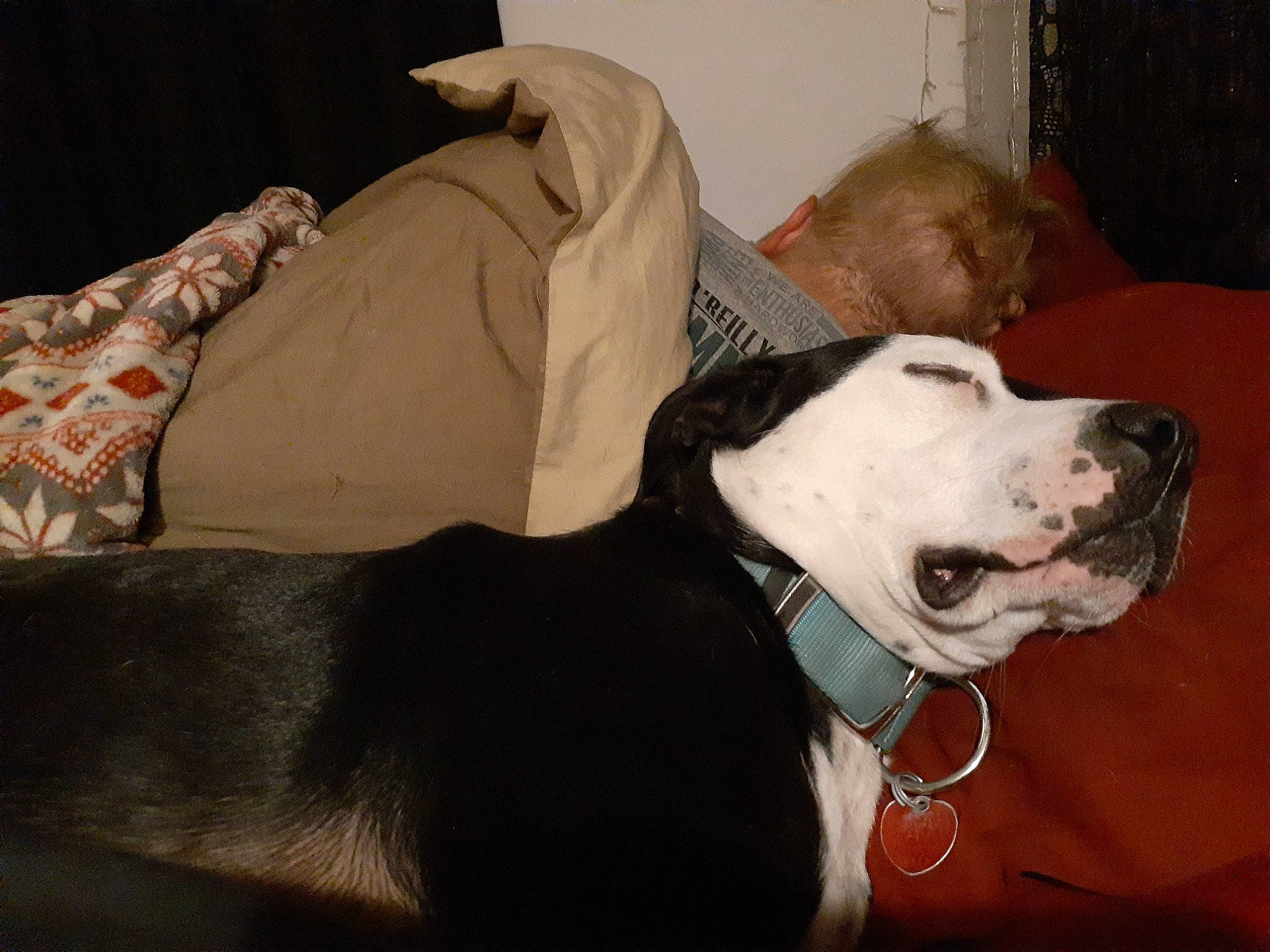 Odin joined the competition — help win amazing prizes! canidae, carnivore, dog, dog_breed, ear, great_dane, guard_dog, mammal, non_sporting_group, snout, vertebrate