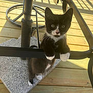 Boots joined the competition — help win amazing prizes! animal, black_and_white, cat, chair, closeup, curious, domestic, feline, kitten, metal_bar, outdoor, paw, pet, playful, slipper, sunlight, tuxedo_cat, white_paw, wooden_deck, young