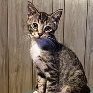 Sophie Mae is registered to the contest to win money with this photo: animal, cat, closeup, curious, cute, domestic, ears, feline, fur, indoor, kitten, looking, pet, sitting, soft_surface, tabby, whiskers, white_paws, wood_paneling, young