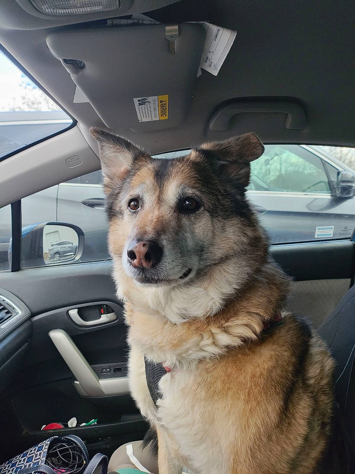 Cinnamon is registered to the contest to win money with this photo: auto_part, automotive_exterior, automotive_mirror, car, carnivore, collar, companion_dog, dog, dog_breed, fawn, glass, herding_dog, hood, motor_vehicle, snout, sporting_group, vehicle, vehicle_door, window, windshield