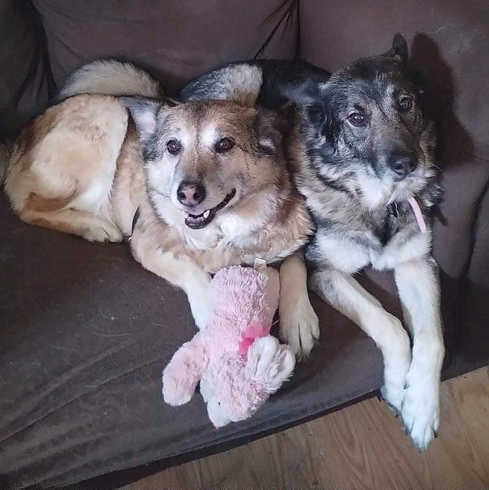 Cinnamon is registered to the contest to win money with this photo: ancient_dog_breeds, canidae, carnivore, companion_dog, dog, dog_breed, fur, paw, puppy, snout, sporting_group, working_dog