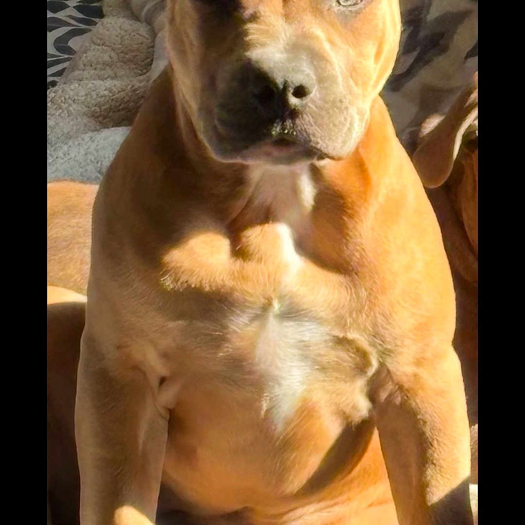 Cocoa joined the competition — help win amazing prizes! animal, boxer, bulldog, canine, dog, frenchbulldog, hound, indoors, interiordesign, labradorretriever, pet, pitbull, puppy, snout, whitedog