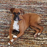 Jessie Ann joined the competition — help win amazing prizes! dog, boxer, brown_coat, white_chest, collar, dog_tag, bone, carpet, indoor, paw, lying_down, looking_at_camera, cute, canine, pet, domestic_animal, fur, attentive, relaxed, front_legs_crossed