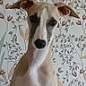 dog, sighthound, portrait, close_up, sitting, indoors, wallpaper, floral, patterned_background, brown_and_white, long_snout, pointed_ears, black_nose, dark_eyes, short_coat, pet, animal, front_view, centered_composition, home_decor
