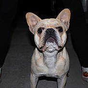 Shark is registered to the contest to win money with this photo: dog, french_bulldog, pet, animal, indoor, carpet, legs, socks, person, black_pants, orange, white, striped, cute, portrait, looking, ears, face, standing, night
