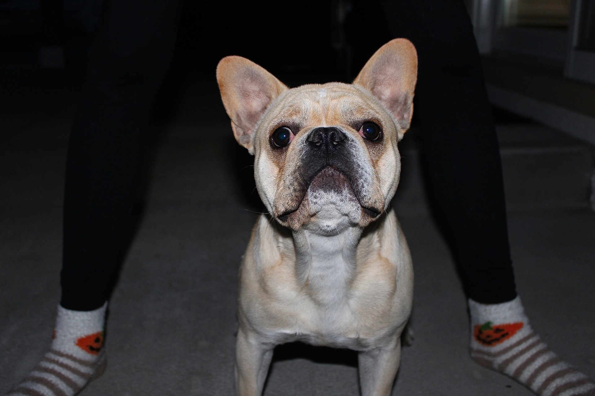 Shark is registered to the contest to win money with this photo: dog, french_bulldog, pet, animal, indoor, carpet, legs, socks, person, black_pants, orange, white, striped, cute, portrait, looking, ears, face, standing, night