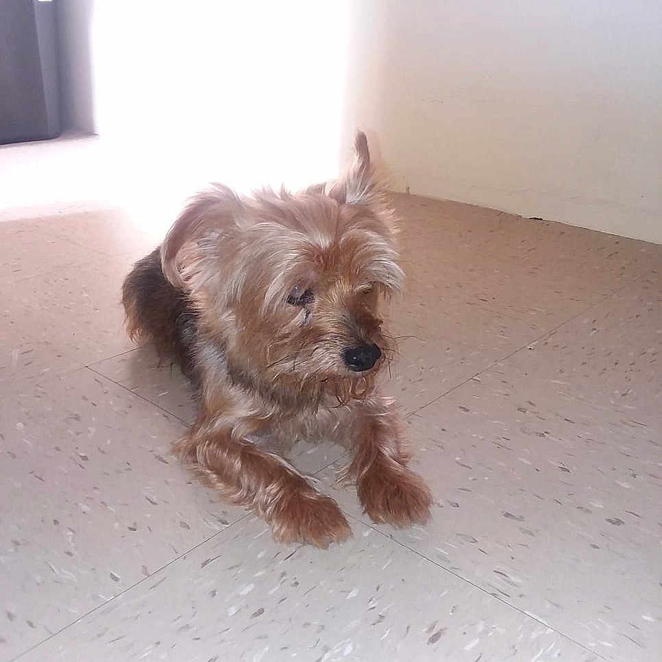 Bengi is registered to the contest to win money with this photo: australian_silky_terrier, cairn_terrier, carnivoran, companion_dog, dog, dog_breed, dog_breed_group, dog_like_mammal, morkie, norfolk_terrier, rare_breed_dog, small_terrier, snout, terrier, toy_dog, vertebrate, yorkshire_terrier