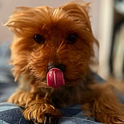 Soko a rejoint le concours — aidez-le/la à gagner de superbes lots ! adorable, animal, blurred_background, brown, canine, close_up, cute, dog, domestic_animal, fur, indoor, mammal, paw, pet, playful, small_dog, snout, soft_focus, tongue, whiskers