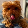 adorable, animal, blurred_background, brown, canine, close_up, cute, dog, domestic_animal, fur, indoor, mammal, paw, pet, playful, small_dog, snout, soft_focus, tongue, whiskers