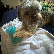 Coco is registered to the contest to win money with this photo: dog, toy, towel, indoor, furry, pet, paw, blanket, window, mesh_screen, bed, cozy, relaxed, animal, fur, small_dog, blue_toy, colorful_blanket, resting, domestic