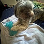 dog, toy, towel, indoor, furry, pet, paw, blanket, window, mesh_screen, bed, cozy, relaxed, animal, fur, small_dog, blue_toy, colorful_blanket, resting, domestic