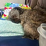 Coco joined the competition — help win amazing prizes! dog, sleeping, pillow, blanket, indoor, furniture, couch, pet, cozy, resting, fur, small_dog, home, relaxation, close_up, comfort, curled_up, household, nap, domestic