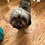 Coco joined the competition — help win amazing prizes! dog, pet, wooden_floor, indoor, curious, small_dog, fur, animal, canine, closeup, cute, domestic_animal, looking_up, flooring, home, mischievous, playful, companion, whiskers, nose