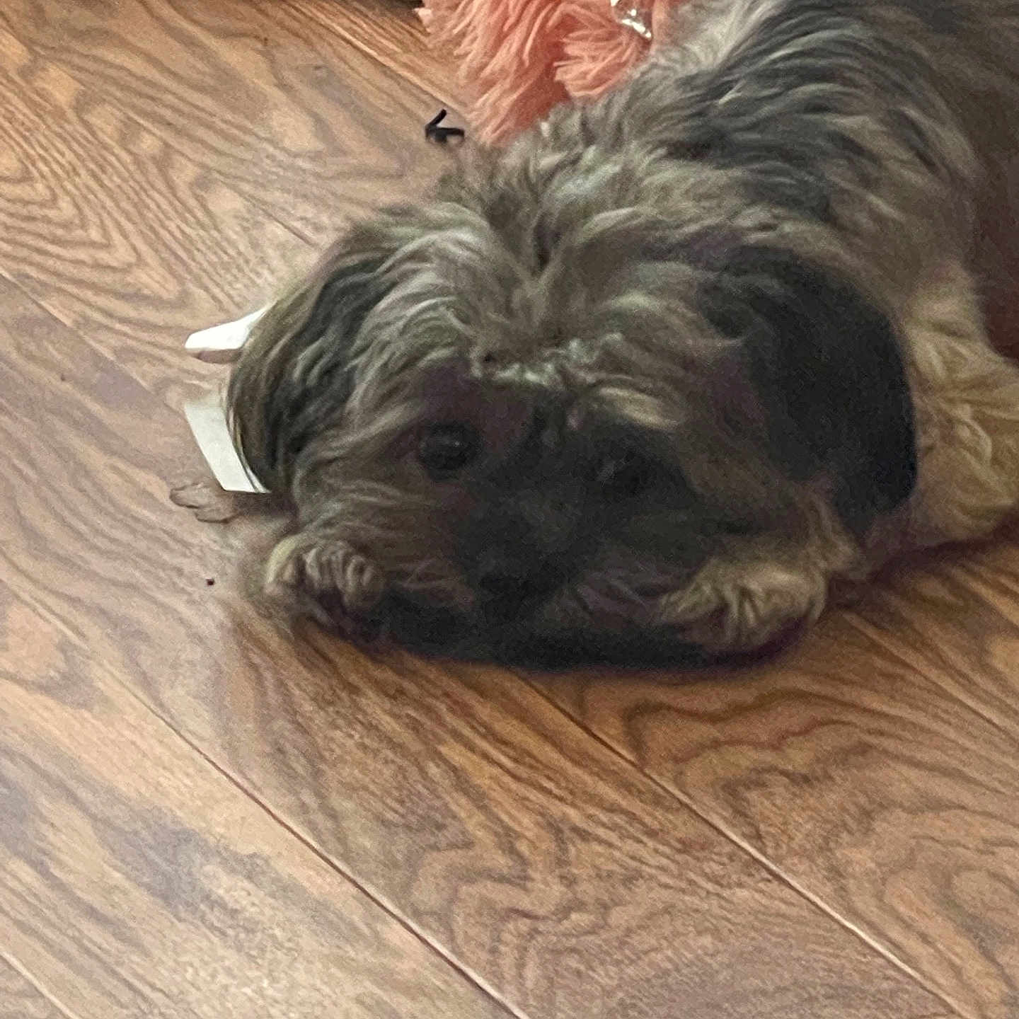 Coco joined the competition — help win amazing prizes! animal, brown, close_up, companion, cozy, cute, dog, domestic_animal, floor, fluffy, fur, home, indoor, lying_down, pet, quiet, relaxed, resting, toy, wooden_floor