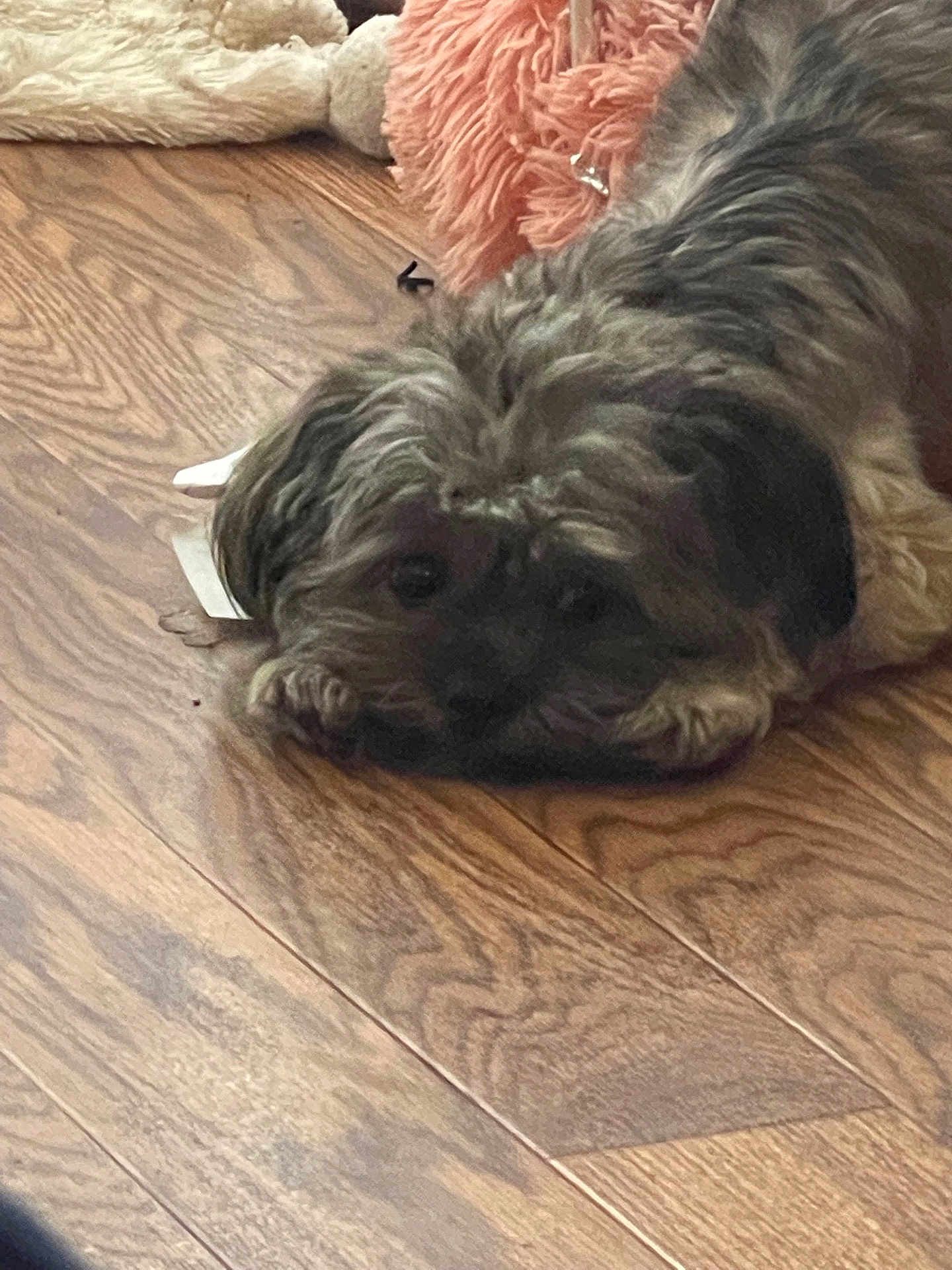 Coco joined the competition — help win amazing prizes! dog, pet, floor, wooden_floor, fluffy, indoor, toy, relaxed, lying_down, brown, cozy, animal, companion, fur, cute, home, resting, domestic_animal, close_up, quiet