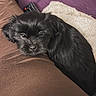 puppy, dog, black_dog, pet, couch, blanket, remote_control, brown_clothing, purple_couch, indoor, cozy, resting, small_dog, fur, cute, animal, companion, domestic, soft_texture, relaxation