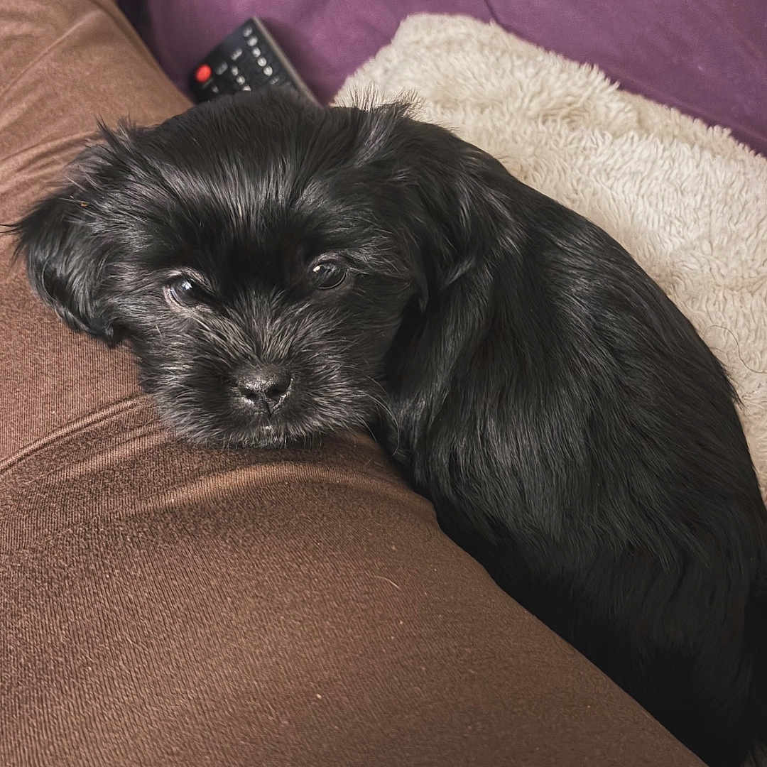 Nova