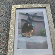 Jasmine joined the competition — help win amazing prizes! animal, background, black, blurry, brown, carpet, collar, decor, dog, floor, frame, furniture, household, indoor, pet, photograph, picture_frame, portrait, sitting, stone_steps