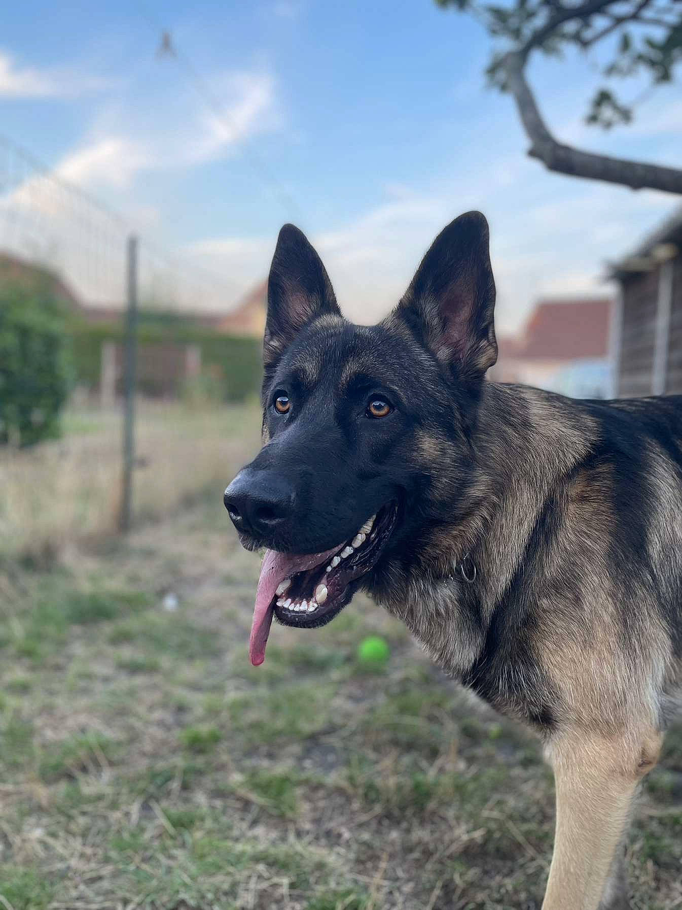 Darko participe au concours pour gagner de l'argent avec cette photo : canidae, carnivore, cloud, companion_dog, dog, dog_breed, east_european_shepherd, german_shepherd_dog, grass, herding_dog, plant, sky, snout, sporting_group, terrestrial_animal, working_animal, working_dog