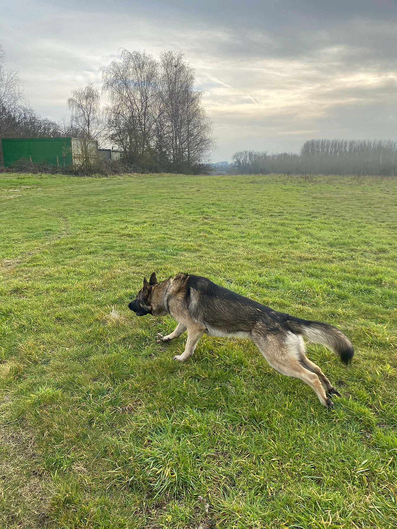 Darko participe au concours pour gagner de l'argent avec cette photo : canis, carnivore, cloud, dog, dog_breed, field, grass, grassland, landscape, natural_landscape, pasture, plain, plant, prairie, sky, sporting_group, tail, terrestrial_animal, tree, working_animal