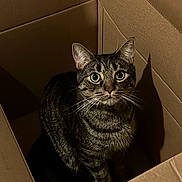 Leo joined the competition — help win amazing prizes! cat, tabby_cat, cardboard_box, indoor, pet, animal, whiskers, shadow, fur, curious, wide_eyes, sitting, box, feline, striped, cute, domestic_cat, looking_up, alone, close_up
