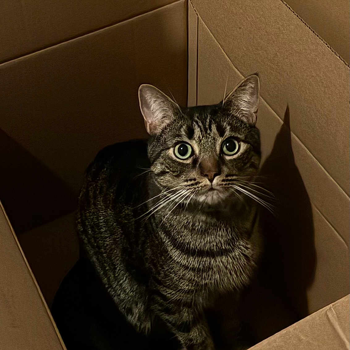 Leo joined the competition — help win amazing prizes! cat, tabby_cat, cardboard_box, indoor, pet, animal, whiskers, shadow, fur, curious, wide_eyes, sitting, box, feline, striped, cute, domestic_cat, looking_up, alone, close_up