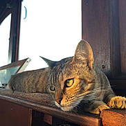 Georgia is registered to the contest to win money with this photo: cat, tabby, animal, pet, feline, indoor, wood, window, sunlight, resting, closeup, ears, whiskers, fur, yellow_eyes, relaxed, portrait, domestic_cat, daylight, cozy