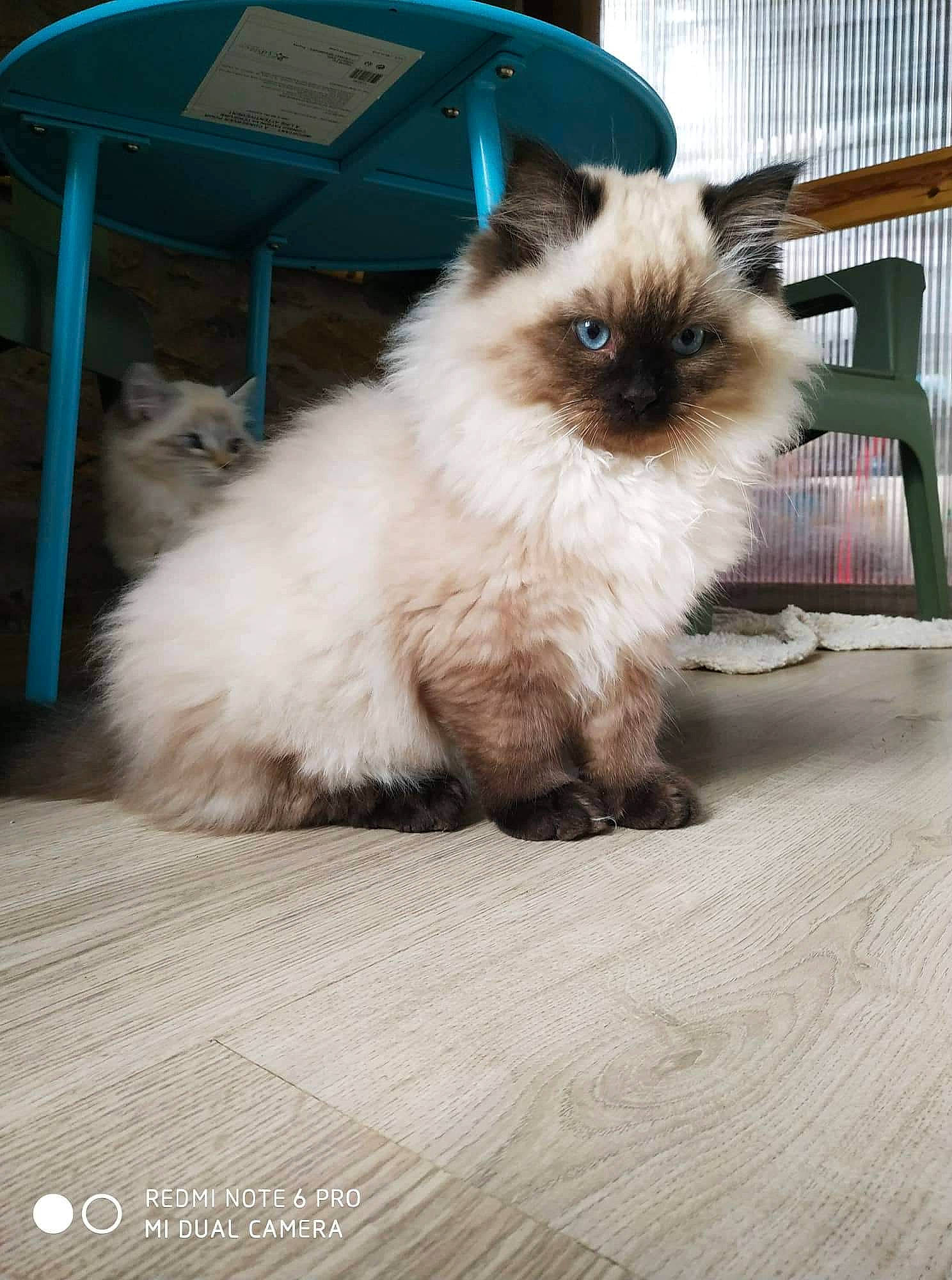 Tao a rejoint le concours — aidez-le/la à gagner de superbes lots ! balinese, birman, carnivore, cat, fawn, felidae, flooring, fur, ragdoll, siamese, small_to_medium_sized_cats, snout, tail, tent, terrestrial_animal, thai, whiskers