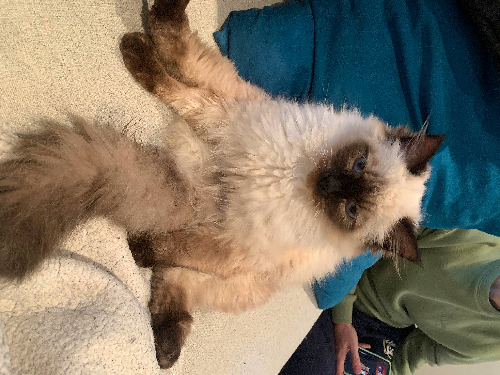 Tao a rejoint le concours — aidez-le/la à gagner de superbes lots ! canidae, carnivore, claw, companion_dog, dog, dog_breed, fawn, felidae, fur, nap, paw, puppy, siamese, small_to_medium_sized_cats, snout, sporting_group, tail, terrestrial_animal, whiskers, working_animal