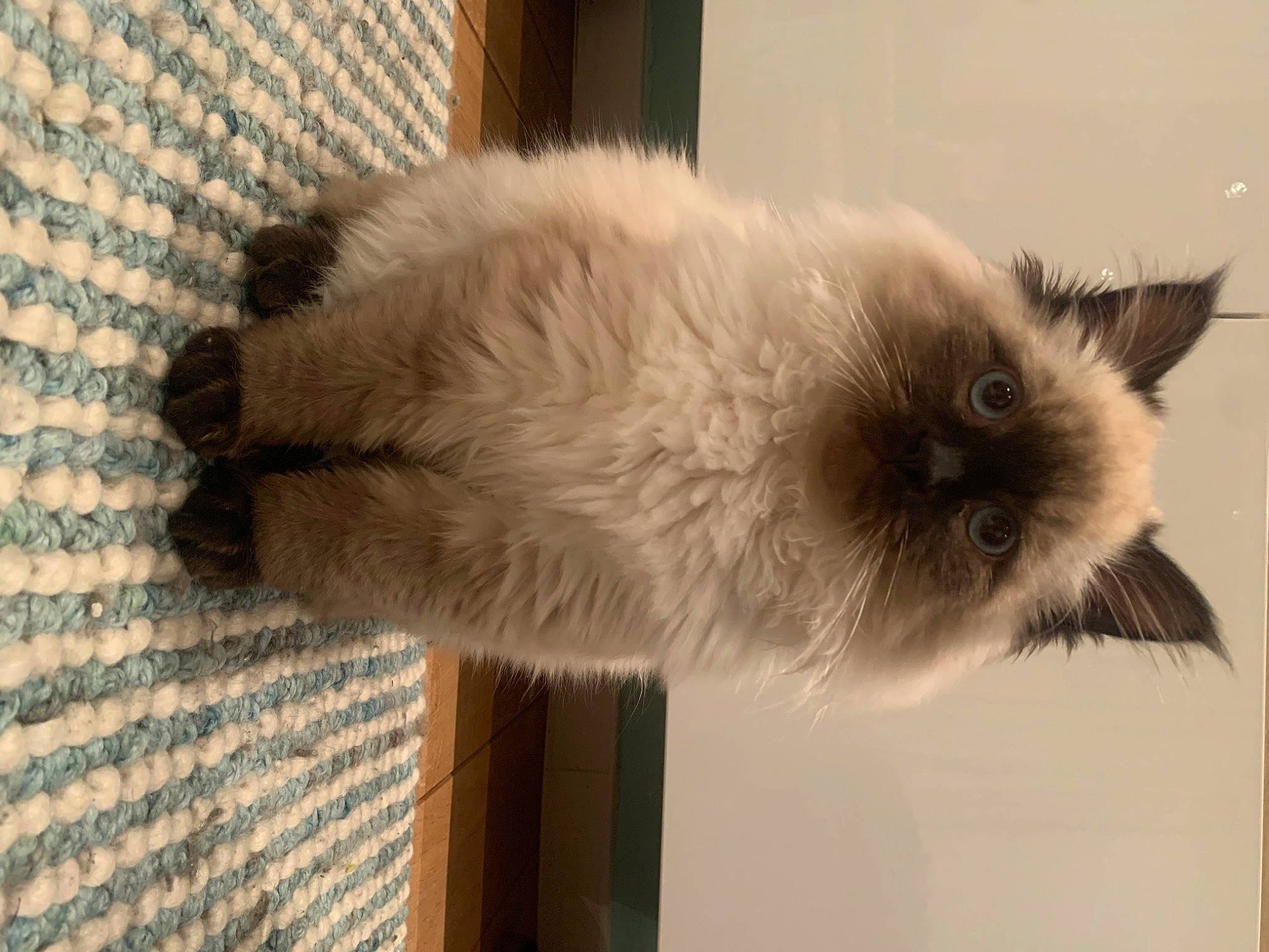 Tao a rejoint le concours — aidez-le/la à gagner de superbes lots ! balinese, birman, carnivore, cat, dog_breed, eye, face, fawn, felidae, fur, hair, ragdoll, siamese, small_to_medium_sized_cats, snout, tail, terrestrial_animal, whiskers