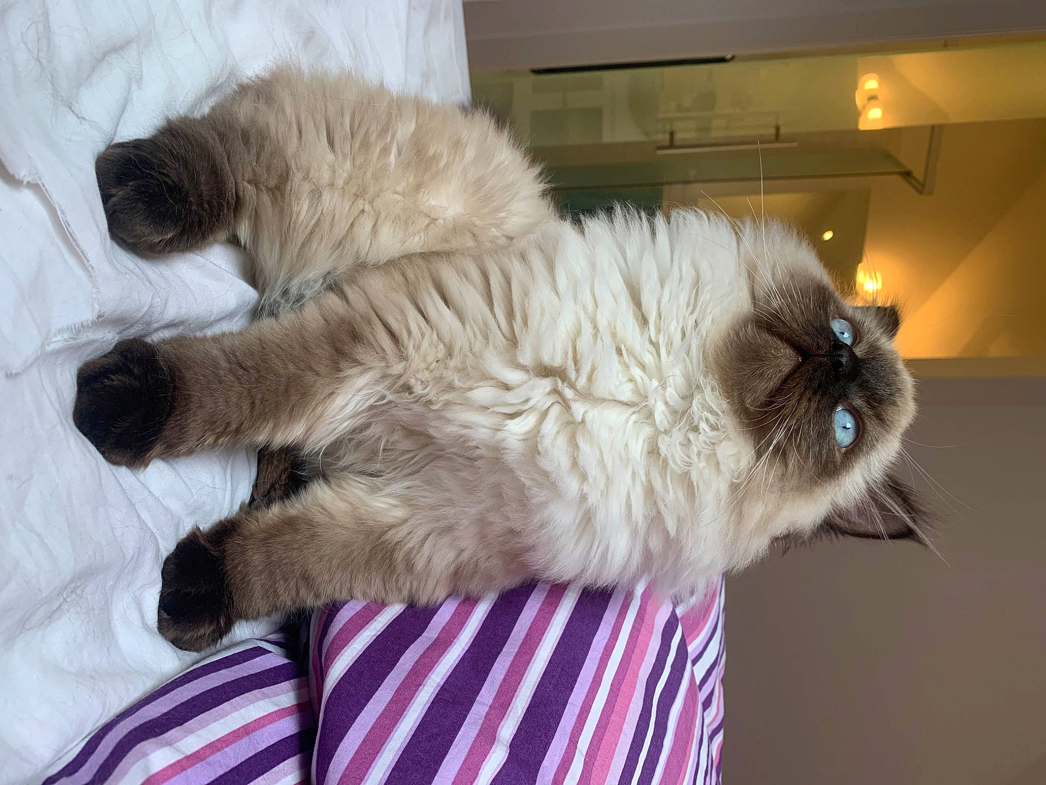 Tao participe au concours pour gagner de l'argent avec cette photo : birman, canidae, carnivore, cat, claw, comfort, companion_dog, dog_breed, fawn, felidae, fur, linens, nap, paw, ragdoll, siamese, small_to_medium_sized_cats, sporting_group, tail, whiskers