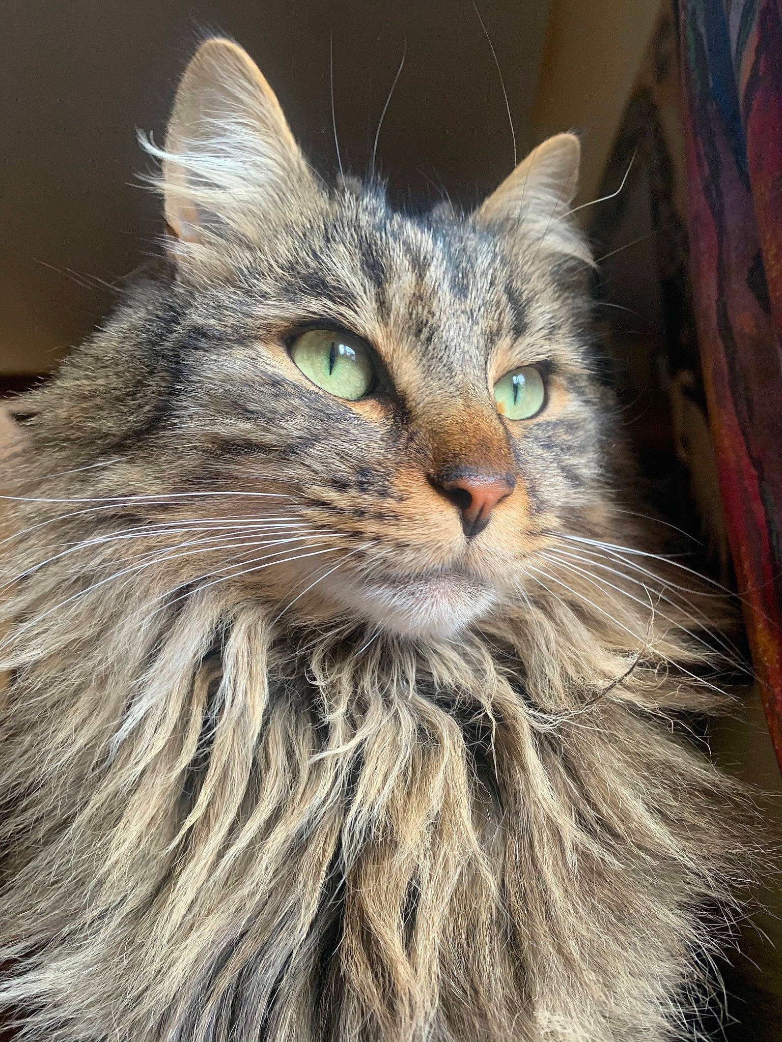 Jack participe au concours pour gagner de l'argent avec cette photo : carnivore, cat, close_up, electric_blue, felidae, fur, maine_coon, small_to_medium_sized_cats, snout, terrestrial_animal, whiskers
