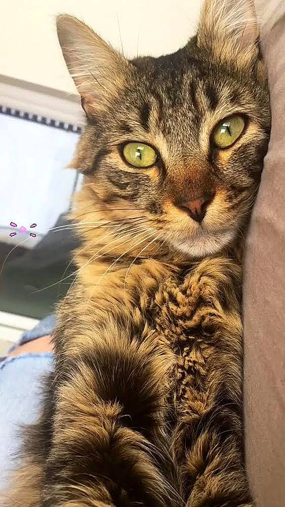 Jack a rejoint le concours — aidez-le/la à gagner de superbes lots ! carnivore, cat, claw, close_up, domestic_short_haired_cat, eye, felidae, fur, lynx, paw, small_to_medium_sized_cats, snout, tail, terrestrial_animal, tree, whiskers, wildlife