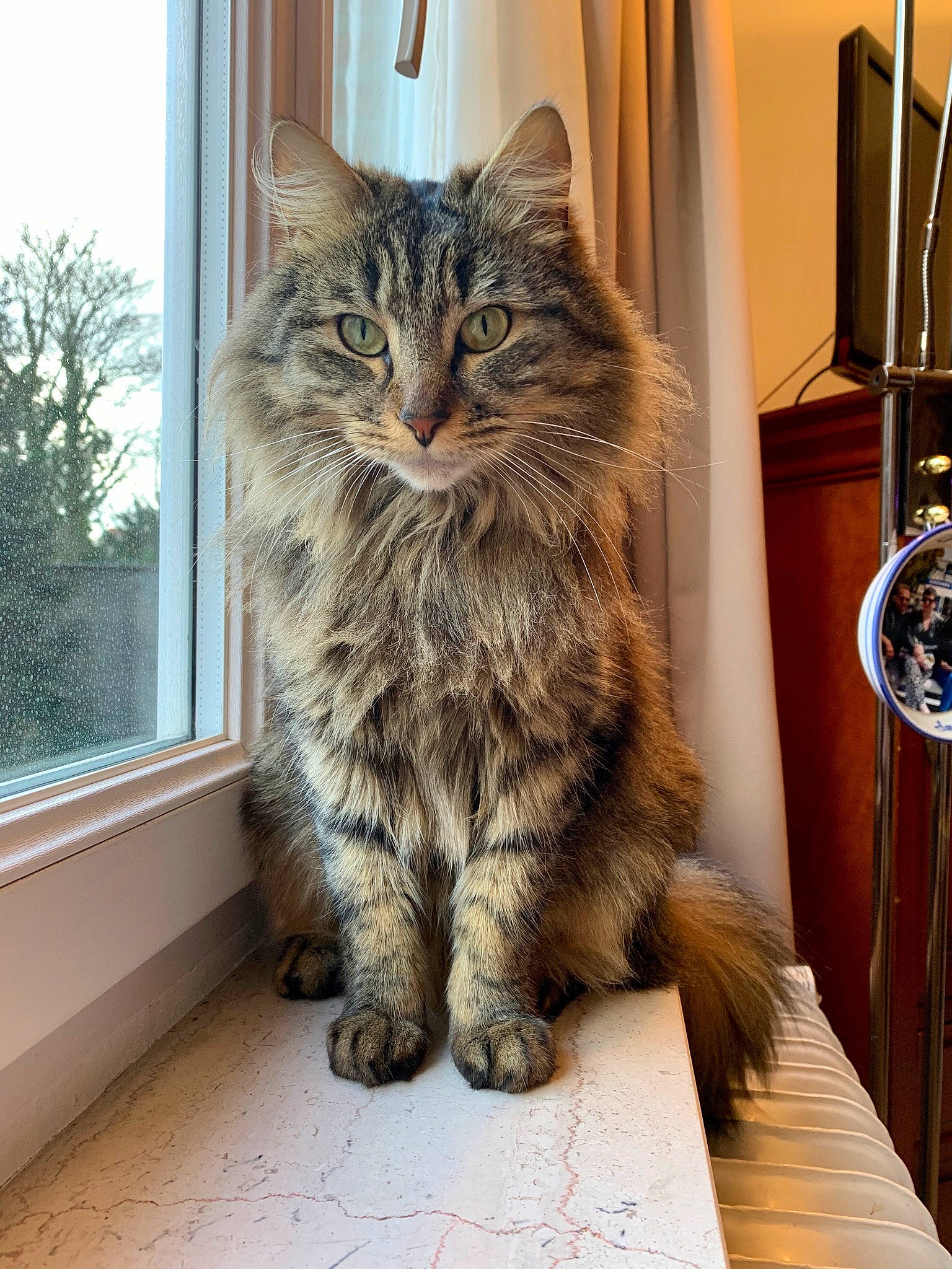 Jack a rejoint le concours — aidez-le/la à gagner de superbes lots ! carnivore, cat, claw, domestic_short_haired_cat, felidae, flooring, fur, hardwood, maine_coon, paw, plant, siberian, small_to_medium_sized_cats, snout, tail, terrestrial_animal, tree, whiskers, window, wood