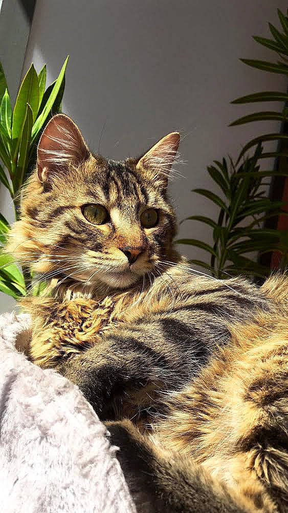 Jack a rejoint le concours — aidez-le/la à gagner de superbes lots ! carnivore, cat, claw, domestic_short_haired_cat, fawn, felidae, fur, grass, paw, plant, sitting, small_to_medium_sized_cats, snout, tail, terrestrial_animal, tree, whiskers, wildlife